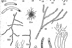 The Lower Bacteria